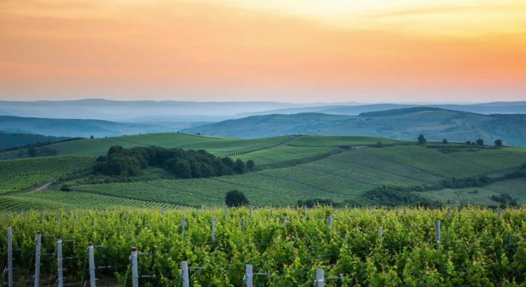 O nouă ediție a campaniei „Must de la Jidvei” vine în sprijinul micilor producători de vin. Prețul unui kg de must de este de 4,5 lei