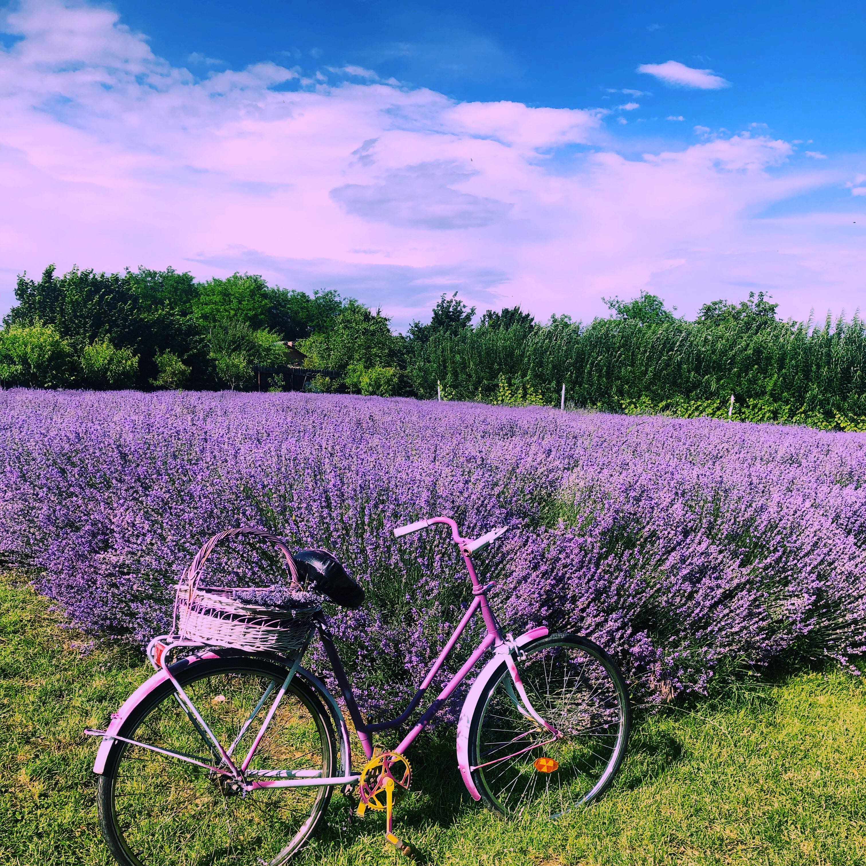 adriana-joy-gradina-magica-a-lavandei-2