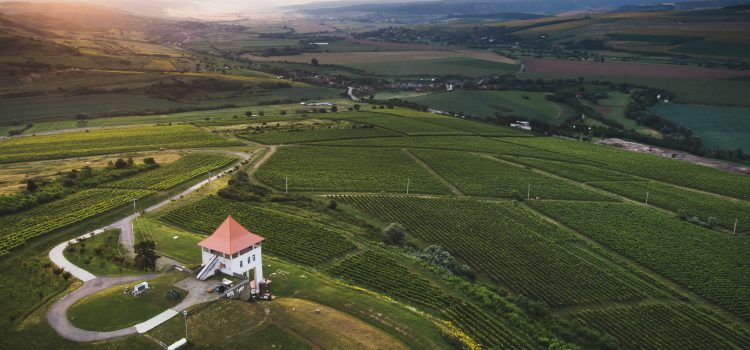 Sejur de 1 Mai la cramă: Villa Vinea oferă pachete complete – cazare, degustări de vinuri și bunătăți transilvănene